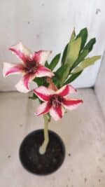 Planta Simples 2799 – 30cm – 02 anos - Imagem 4