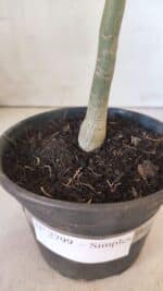 Planta Simples 2799 – 30cm – 02 anos - Imagem 6