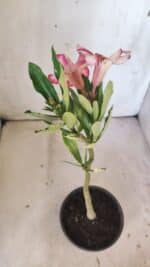 Planta Simples 2799 – 30cm – 02 anos - Imagem 5