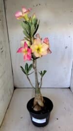 Planta Simples 2801 – 40cm – 03 anos - Imagem 2