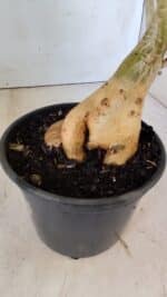 Planta Simples 2801 – 40cm – 03 anos - Imagem 6