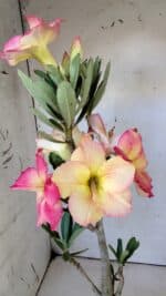 Planta Simples 2801 – 40cm – 03 anos