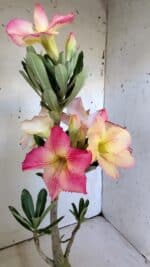 Planta Simples 2801 – 40cm – 03 anos - Imagem 5