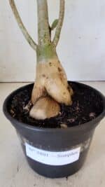 Planta Simples 2801 – 40cm – 03 anos - Imagem 11