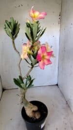 Planta Simples 2801 – 40cm – 03 anos - Imagem 10