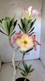 Planta Simples 2801 – 40cm – 03 anos - Imagem 7