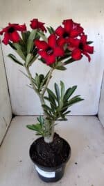 Planta Simples 2802 – 30cm – 02 anos - Imagem 2