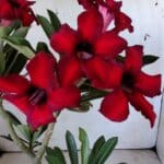 Planta Simples 2802 – 30cm – 02 anos