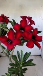 Planta Simples 2802 – 30cm – 02 anos