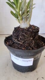 Planta Simples 2802 – 30cm – 02 anos - Imagem 9