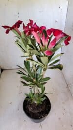 Planta Simples 2802 – 30cm – 02 anos - Imagem 8