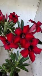 Planta Simples 2802 – 30cm – 02 anos - Imagem 3