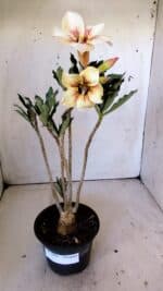 Planta Simples 2804 – 30cm – 02 anos - Imagem 2