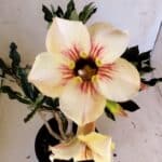 Planta Simples 2804 – 30cm – 02 anos