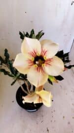 Planta Simples 2804 – 30cm – 02 anos