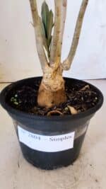 Planta Simples 2804 – 30cm – 02 anos - Imagem 8