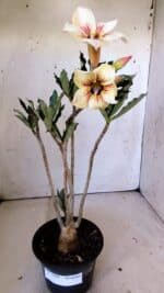 Planta Simples 2804 – 30cm – 02 anos - Imagem 7