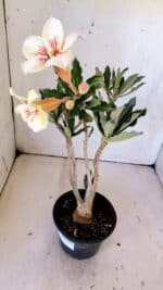 Planta Simples 2804 – 30cm – 02 anos - Imagem 6