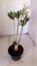 Planta Simples 2804 – 30cm – 02 anos - Imagem 5