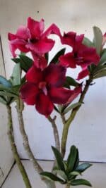 Planta Simples 2805 – 30cm – 02 anos - Imagem 2