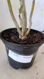 Planta Simples 2805 – 30cm – 02 anos - Imagem 7