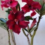 Planta Simples 2805 – 30cm – 02 anos