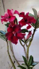 Planta Simples 2805 – 30cm – 02 anos