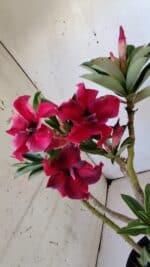 Planta Simples 2805 – 30cm – 02 anos - Imagem 4