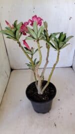 Planta Simples 2805 – 30cm – 02 anos - Imagem 6