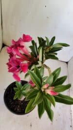 Planta Simples 2805 – 30cm – 02 anos - Imagem 5