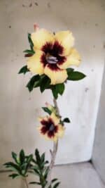 Planta Simples 2806 – 35cm – 03 anos