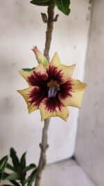 Planta Simples 2806 – 35cm – 03 anos - Imagem 4