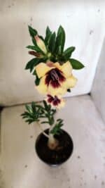 Planta Simples 2806 – 35cm – 03 anos - Imagem 5