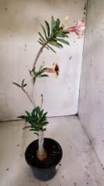 Planta Simples 2806 – 35cm – 03 anos - Imagem 7