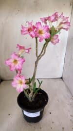 Planta Simples 2807 – 30cm – 02 anos - Imagem 3