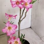 Planta Simples 2807 – 30cm – 02 anos