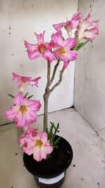 Planta Simples 2807 – 30cm – 02 anos