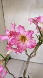 Planta Simples 2807 – 30cm – 02 anos - Imagem 4