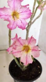 Planta Simples 2807 – 30cm – 02 anos - Imagem 2