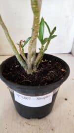 Planta Simples 2807 – 30cm – 02 anos - Imagem 8