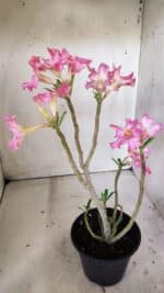 Planta Simples 2807 – 30cm – 02 anos - Imagem 7