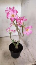 Planta Simples 2807 – 30cm – 02 anos - Imagem 6