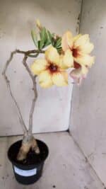 Planta Simples 2808 – 35cm – 03 anos - Imagem 2