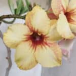 Planta Simples 2808 – 35cm – 03 anos