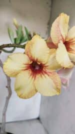 Planta Simples 2808 – 35cm – 03 anos