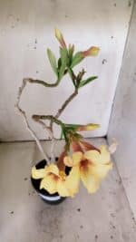 Planta Simples 2808 – 35cm – 03 anos - Imagem 5