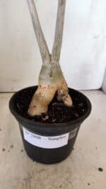 Planta Simples 2808 – 35cm – 03 anos - Imagem 9