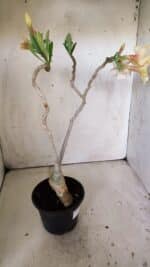 Planta Simples 2808 – 35cm – 03 anos - Imagem 8