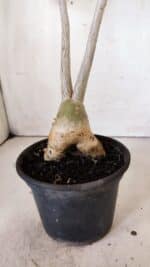 Planta Simples 2808 – 35cm – 03 anos - Imagem 7