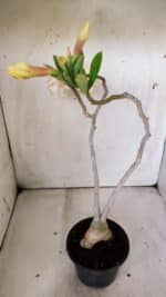 Planta Simples 2808 – 35cm – 03 anos - Imagem 6